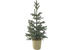 Weihnachtsbaum Deko im Topf 66cm winterlich mit Tannenzapfen Dekopflanze